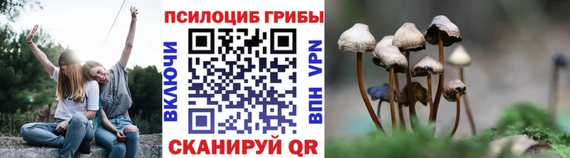 закладка  Шатура  Псилоцибиновые грибы Magic Shrooms 